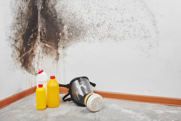 Best Attic Mold Removal  in Racine, WI