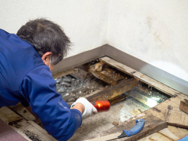 Trusted Racine, WI Mold Removal Experts