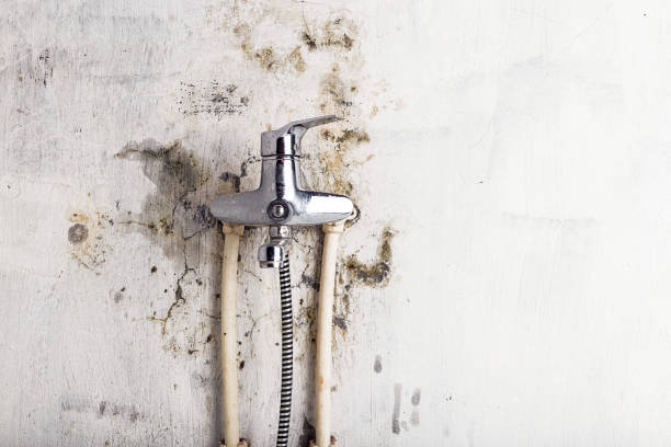 Best Professional Mold Removal  in Racine, WI