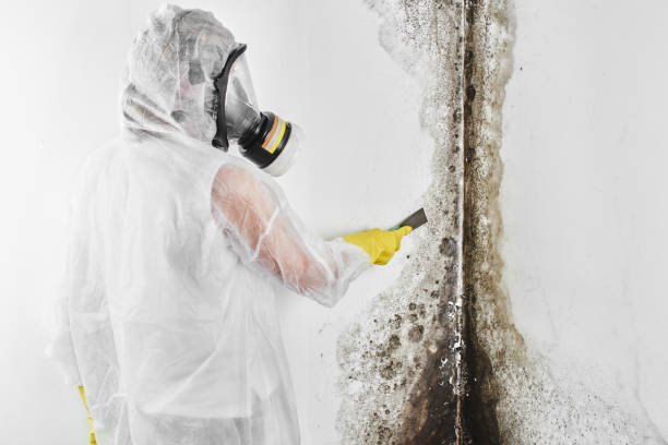 Best Home Mold Removal  in Racine, WI