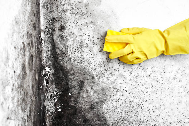 Best Mold Removal Specialists  in Racine, WI