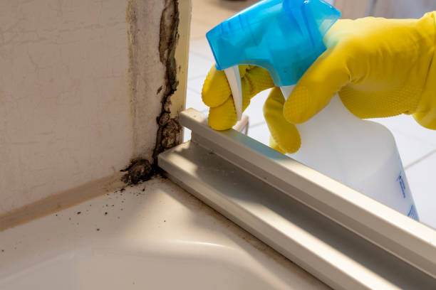 Best Mold Remediation  in Racine, WI