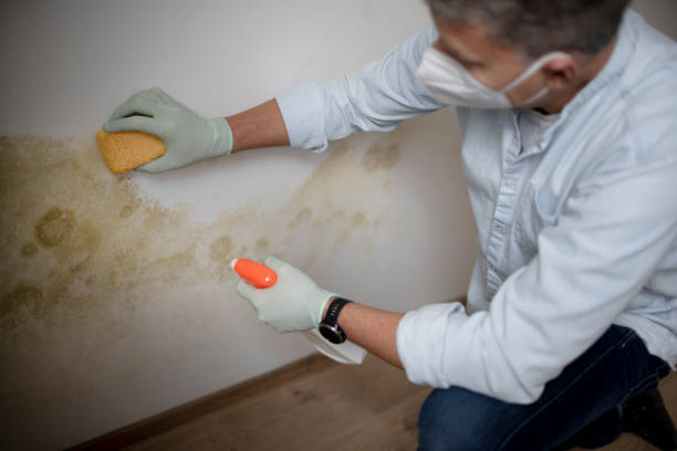 Best Same-Day Mold Removal  in Racine, WI
