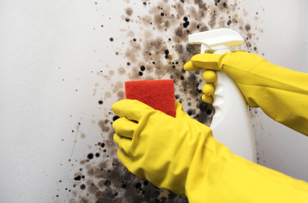 Best Mold Testing  in Racine, WI