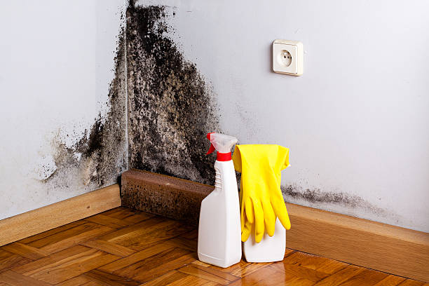 Best Affordable Mold Removal  in Racine, WI
