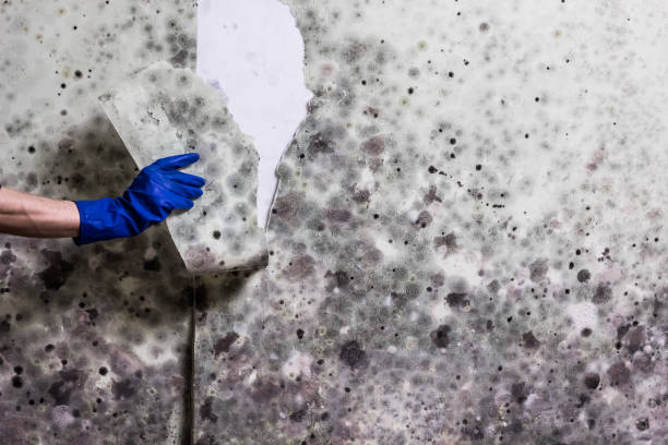 Best Mold Remediation Experts  in Racine, WI