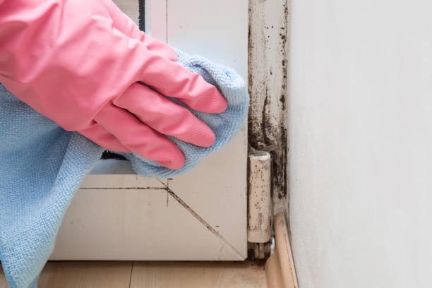 Best Local Mold Removal Service  in Racine, WI